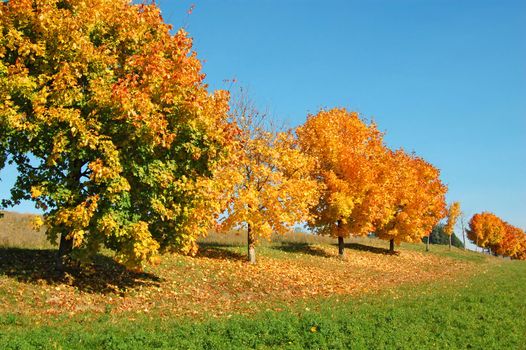 Orange Trees in a row with blue sky