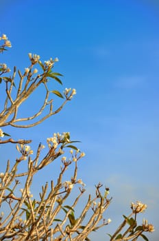 Frangipani tree (Plumeria) against a blue sky in Thailand