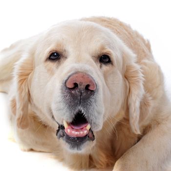 purebred golden retriever  in front of a white background
