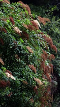 Take in Chinese Qinling sierra Zhujiang River's source