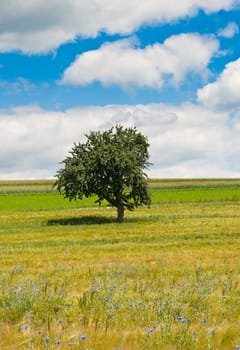 Single Tree in a corn flower field taken in Austria
