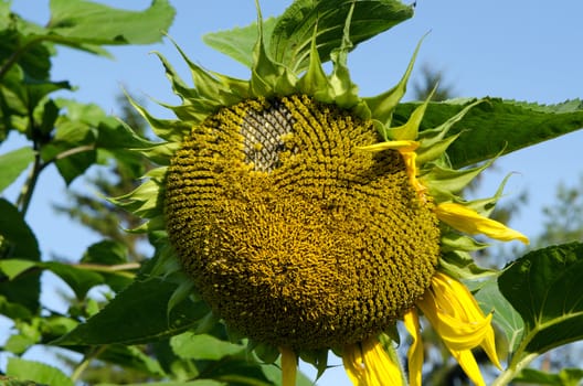 closeup of ripe deflorated sunflower head in end of summer.