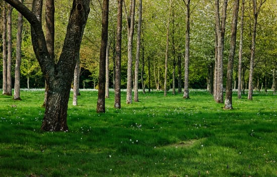 Beautiful green forest in spring.