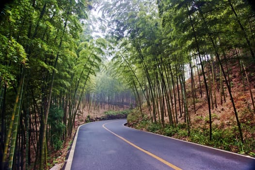 Bamboo grown in the southern provinces of mainland China