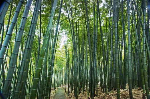 Bamboo grown in the southern provinces of mainland China