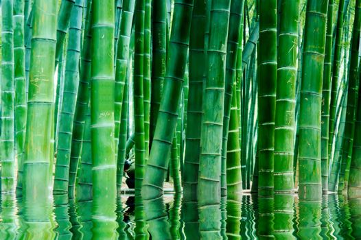 Bamboo grown in the southern provinces of mainland China