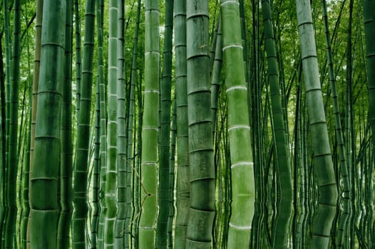 Bamboo grown in the southern provinces of mainland China