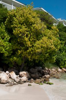 paradisiac beach with a gorgeous coast with nature and stones, Long Bay in Antigua