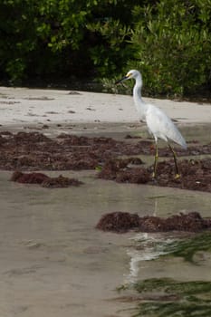 white Heron bird in a tropical lake (wildlife scenery) in Antigua, Caribbean