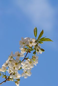 Cherry blossom against blue sky