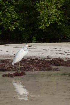 white Heron bird in a tropical lake (wildlife scenery) in Antigua, Caribbean