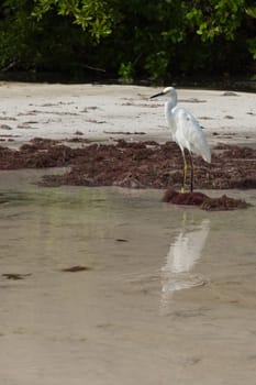 white Heron bird in a tropical lake (wildlife scenery) in Antigua, Caribbean