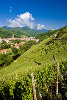 grand cru vineyard, Thann, Alsace, France