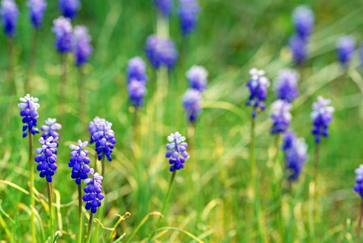 Meadow flowers