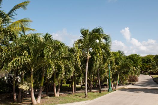 pathway in a tropical resort surrounded by palm trees (gorgeous blue sky with clouds)