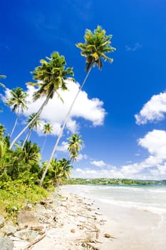 Rockly Bay, Tobago