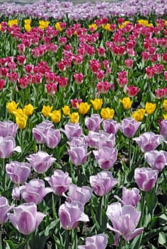 Field of tulips