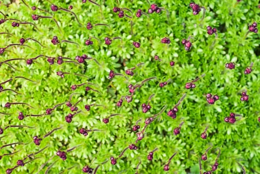 Young flower sprouts background