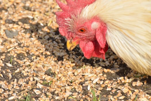 Chicken pecking on corn