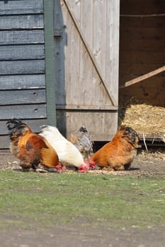 Chickens in Barnyard