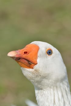 White Goose Head