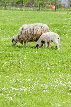 sheep with a lamb, Bosnia and Hercegovina