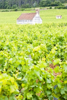 vineyards near Gevrey-Chambertin, Cote de Nuits, Burgundy, France