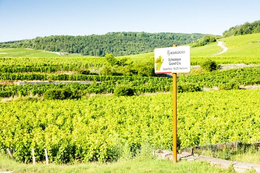 grand cru vineyards of Richebourg, Burgundy, France