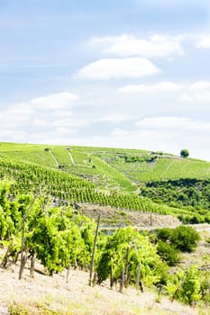 grand cru vineyards, Cote Rotie, Rhone-Alpes, France