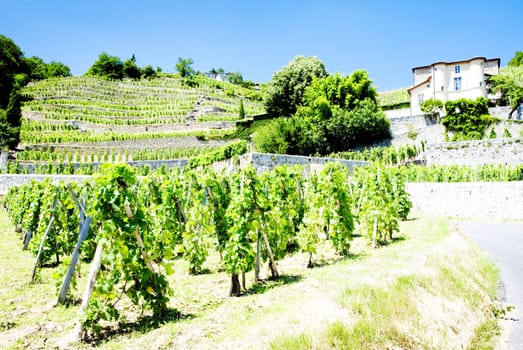vineyard of Chateau Grillet, Rhone-Alpes, France