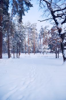 Footpath in snow, sunny day at mountain, winter, forest 