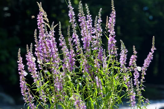 summer flowers