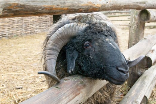 portrait of a sheep with big horns