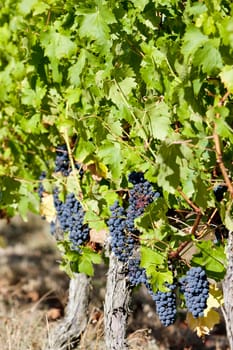 blue grape in Bordeaux Region, Aquitaine, France