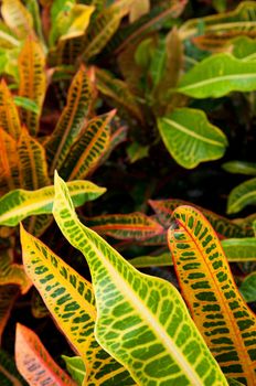 gorgeous Croton (Codiaeum variegatum) plant in Antigua