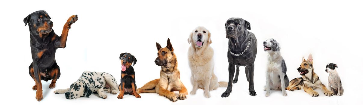 cute  rottweiler say hello with his paw to a group of dog