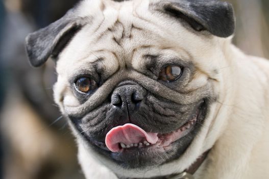 Close up of a pug's face with selective focus on the curly tongue