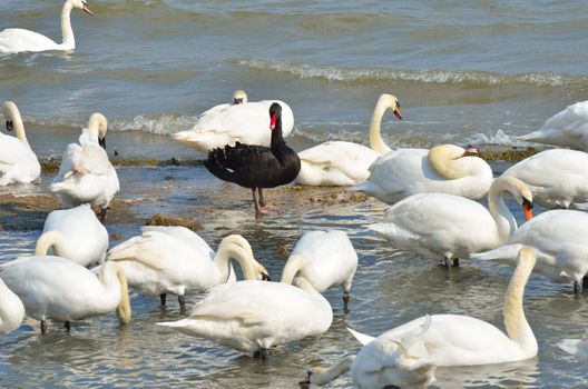 Black swan standing out amongst white swans