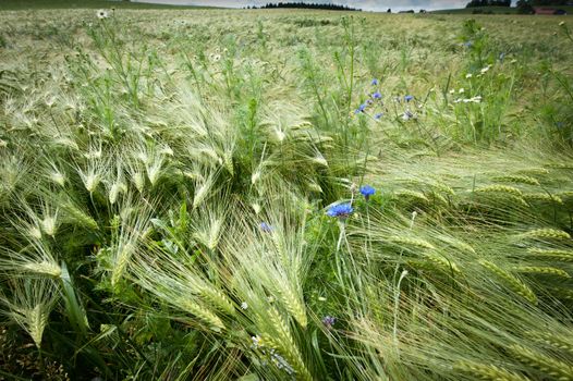 Fresh Cornfield in Spring with Cornflowers taken in Austria