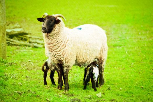 A female Norfolk Horn sheep feeding her lamb in a field