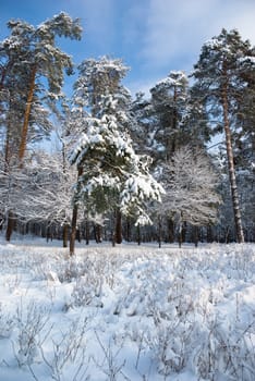 Winter forest- snow and beautiful icy trees