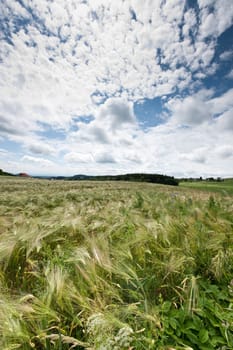 Cloudscape over cornfield taken in upper austria
