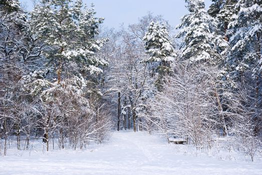 Snow-covered road in the northern winter forest - landscape 