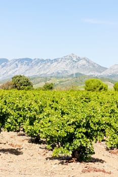 vineyars in Languedoc-Roussillon, France