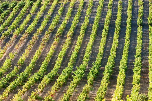vineyars near Tautavel, Languedoc-Roussillon, France