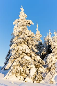 Orlicke Mountains in winter, Czech Republic
