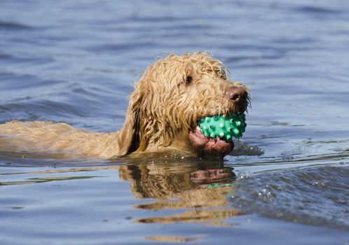 Closeup of a labradoodle dog fetch the ball from on the lake