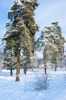 Winter forest- snow and beautiful icy trees