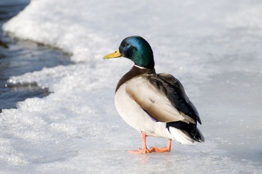 Male mallard duck stands on the ice at the edge of the river