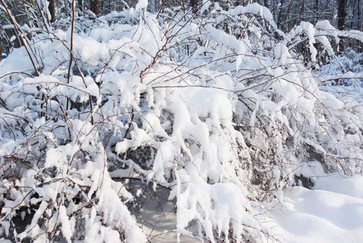 Winter forest- snow and beautiful icy bush